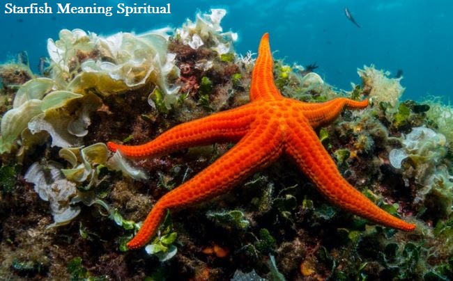 Starfish Meaning Spiritual