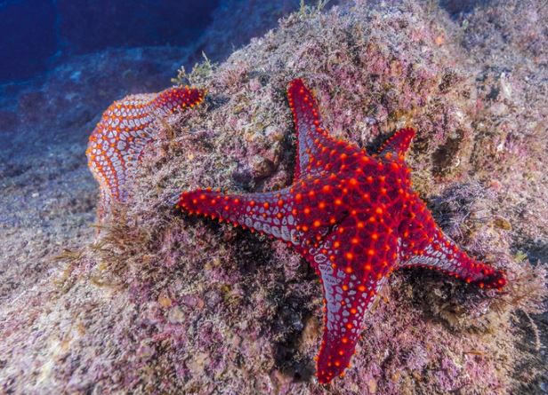 Starfish Symbolism & Meaning