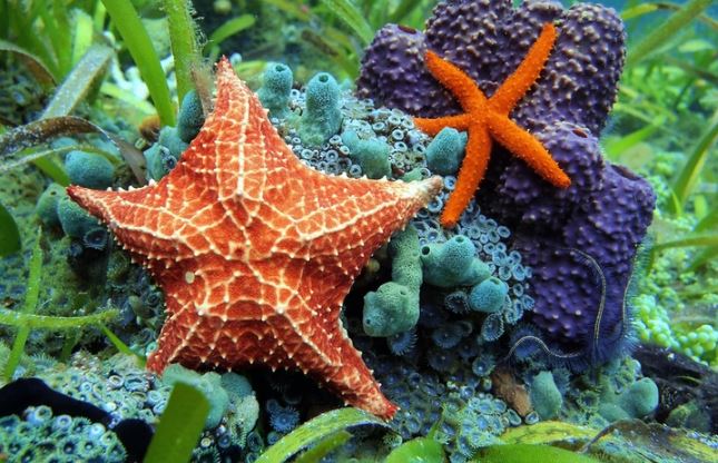 Starfish Totem Meaning