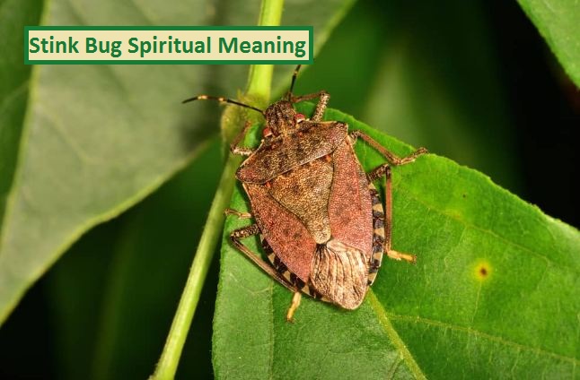 Духовное значение вонючего жука