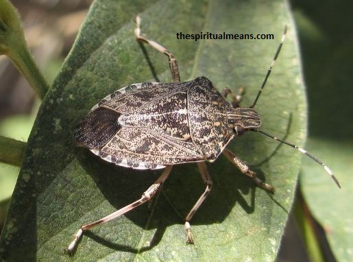 Stink Bugs in the Bible