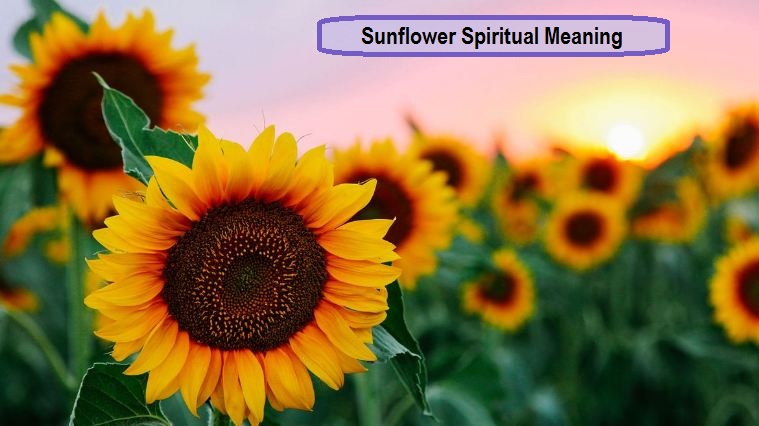 Sunflower Spiritual Meaning
