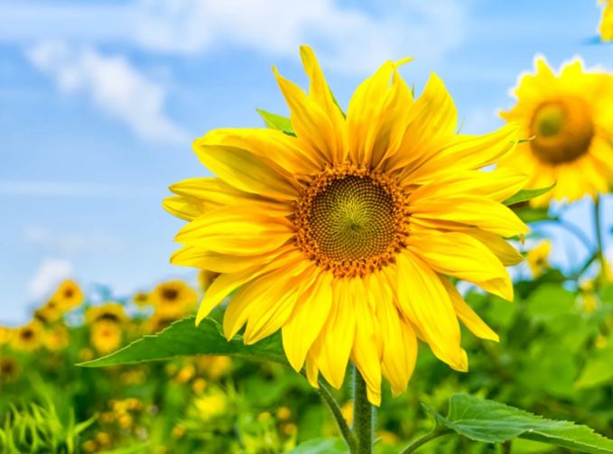 Sunflower Spiritual Meaning