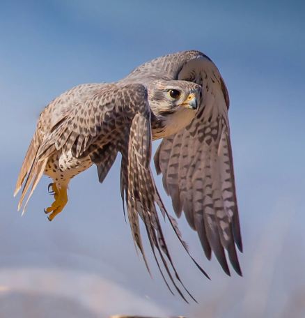 Symbolische Bedeutung von Falken