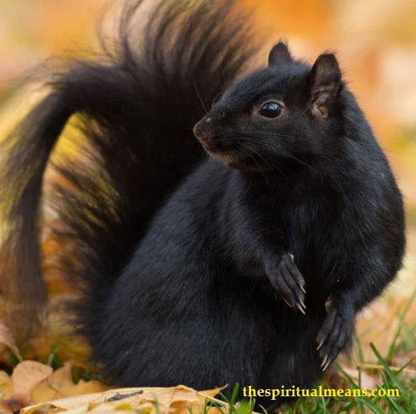Symbolism and Spiritual Meaning of Black Squirrel 
