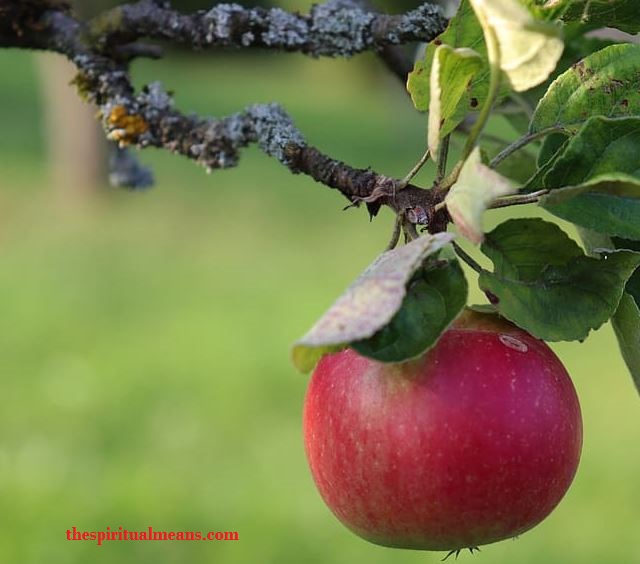 The Apple as a Symbol of Love and Romance