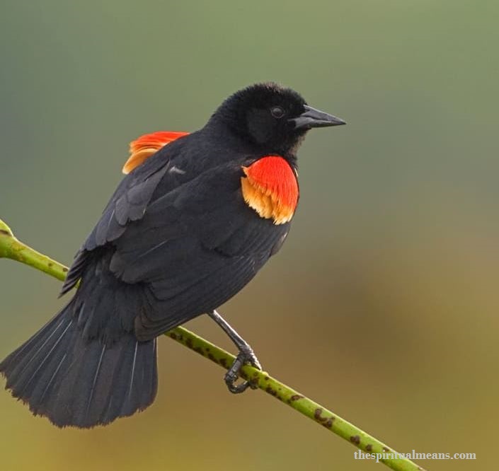 The Biblical Meaning of Red-Winged Blackbird