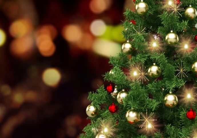 The Dark Truth About Christmas Trees