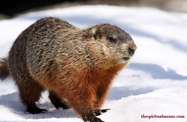 The Groundhog in Different Spiritual Traditions