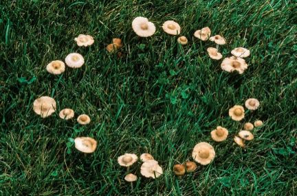 The Healing Power of Fairy Rings