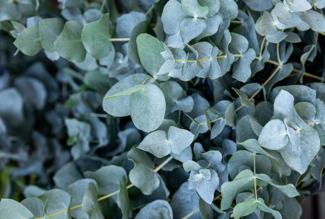 The Healing Powers of Eucalyptus