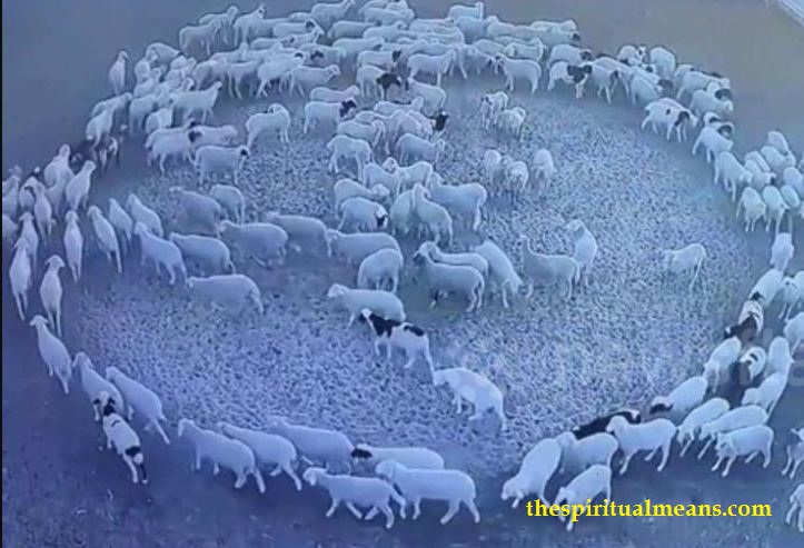 The Lessons of Sheep Walking in Circles