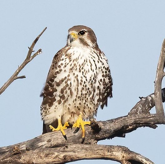 The Meaning of a Falcon Sighting