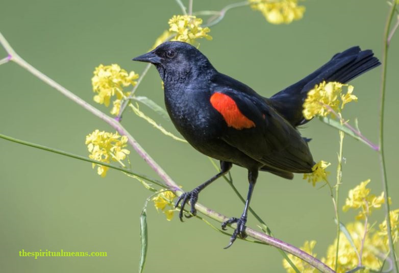 The Red-Winged Blackbird in Christianity