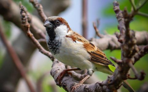 The Sparrow as a Spirit and Power Animal