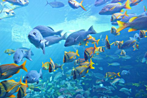 The Spiritual Meaning of Different Types of Fish