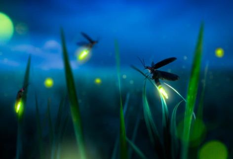 The Spiritual Meaning of Fireflies in Personal Life