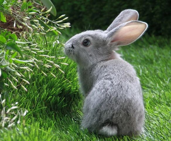 The Spiritual Meaning of Rabbit in Different Cultures