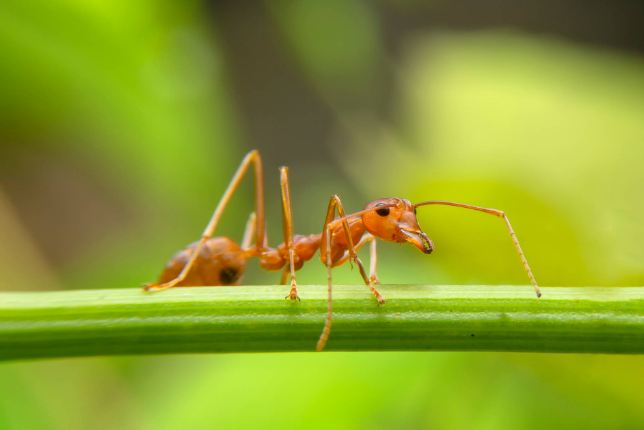 The Spiritual Significance of Ants