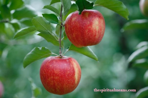 The Symbolic Color of Apples