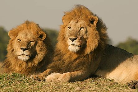 Two Lions meaning