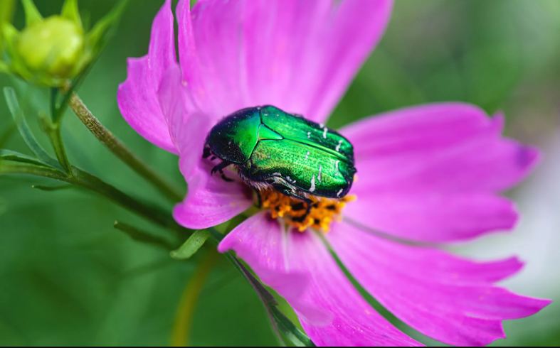 Types of June Bug Dream Meanings
