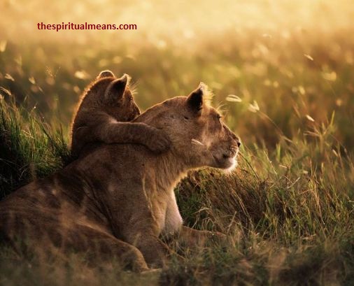 Unveiling the Lioness Spiritual Meaning