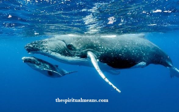Whale Spirit Animal