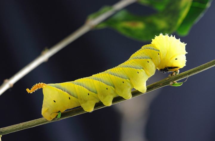What Does A Caterpillar Symbolize?