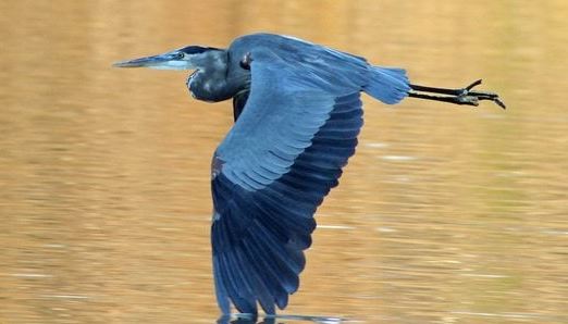 What Does It Mean When You See A Blue Heron Flying Above You