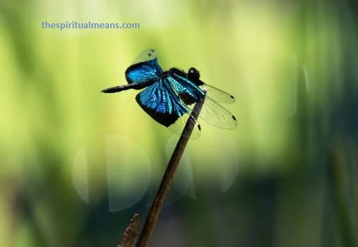 What Does It Mean When a Blue Dragonfly Crosses Your Path