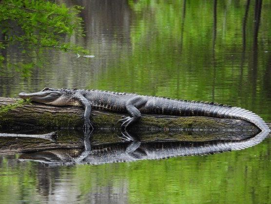 What Does It Mean to See an Alligator?