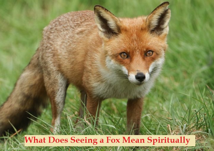 여우를 보는 것은 영적으로 무엇을 의미합니까?