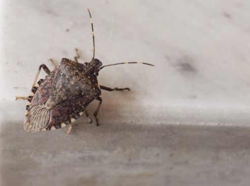 What Does it Mean Spiritually for a Stink Bug to Enter Your House