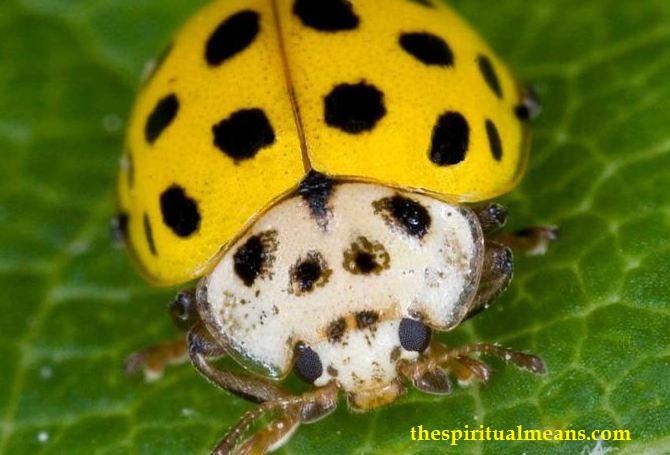What Does it Mean When You Keep Seeing Yellow Ladybugs