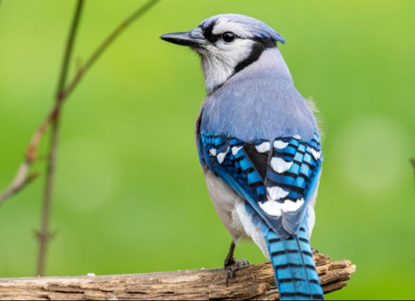 What Does it Mean When You See a Blue Jay?