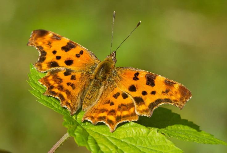 What Does it Mean When You See an Orange Butterfly?