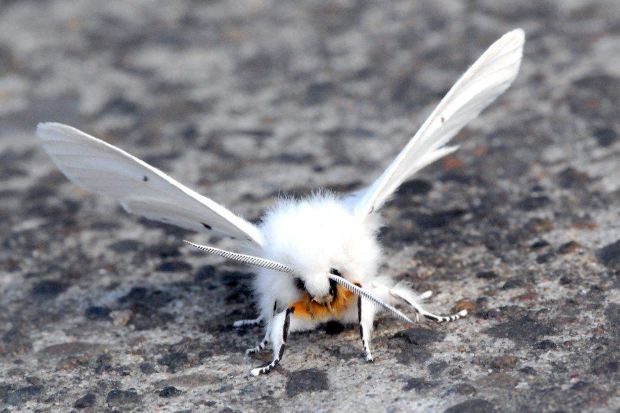What Is A White Moth