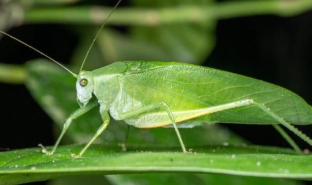 What To Do If You See Katydids