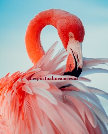 Wat symboliseren flamingo's