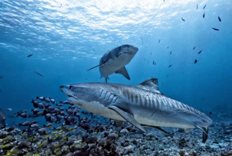 What is the Spiritual Meaning of Sharks