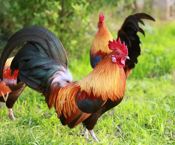 What is the Spiritual Meaning of a Rooster Crowing at Night