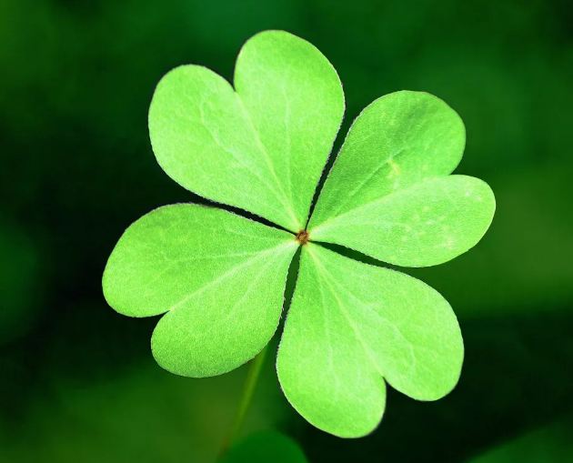 What’s the Biblical Meaning of the Four-Leaf Clover?