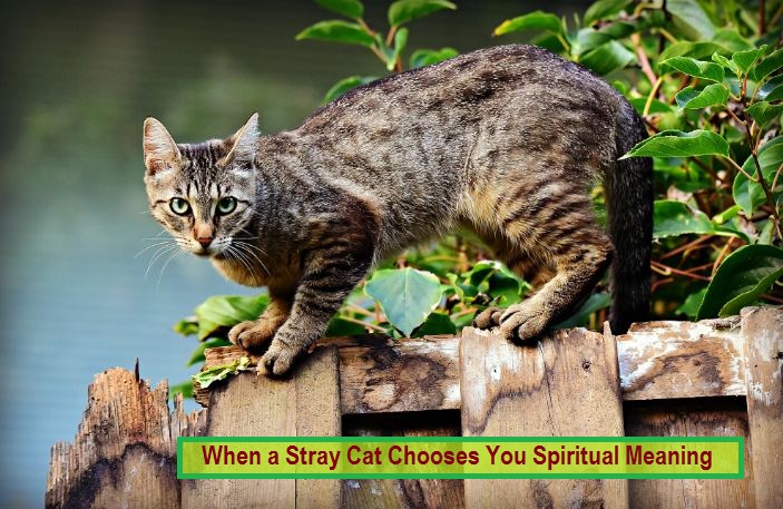 When a Stray Cat Chooses You Spiritual Meaning