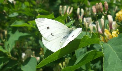 White Butterfly Spiritual Meaning Love