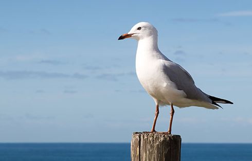 Why Do I Keep Seeing the Seagull