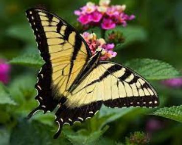 Yellow Butterfly Spiritual Meaning Love