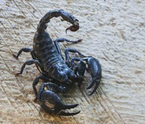 Black Scorpion
