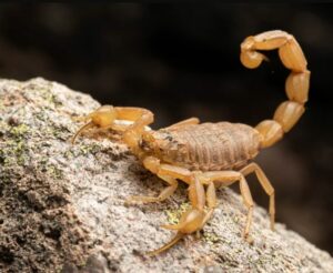 Scorpion brun