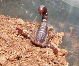 Scorpion rouge